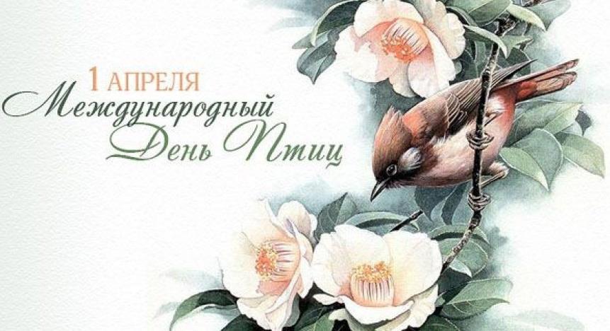 Международный День Птиц!